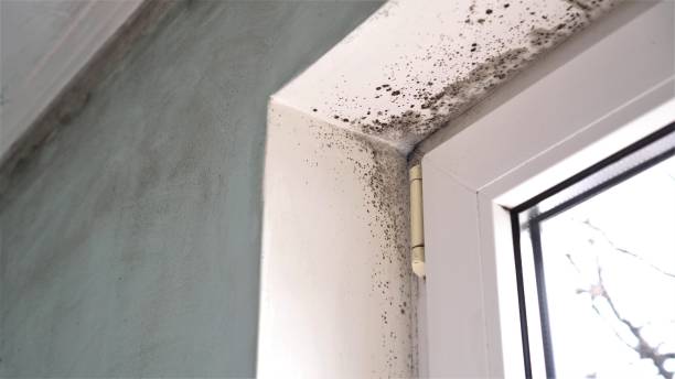 Best Mold Testing and Inspection Services in New Knoxville, OH
