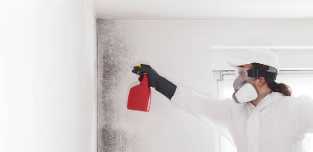 Best Residential Mold Remediation in New Knoxville, OH