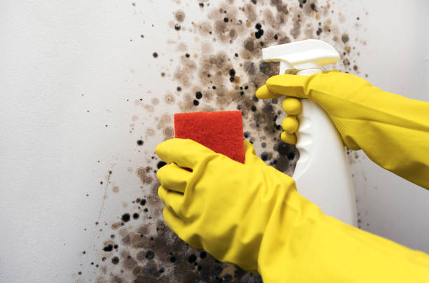 Best Basement Mold Remediation in New Knoxville, OH